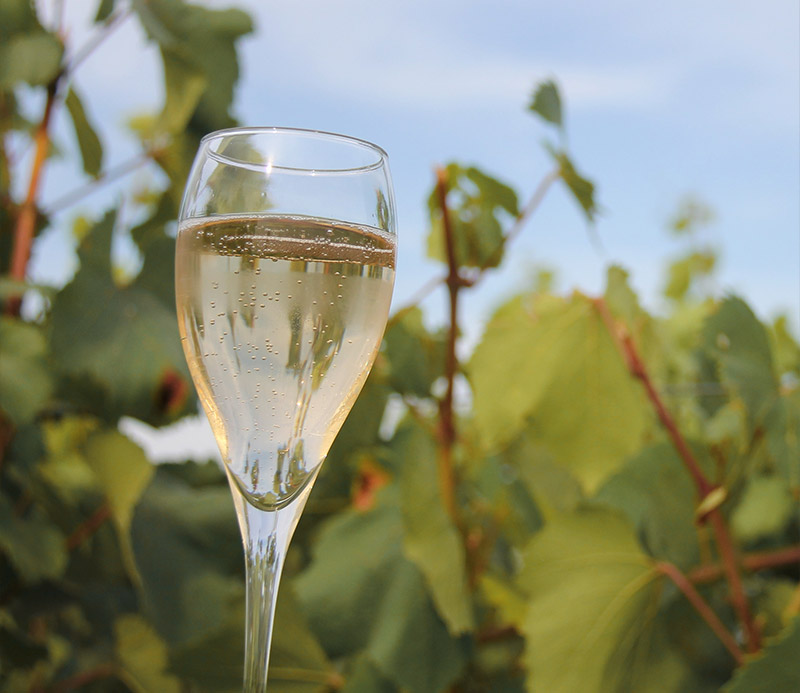 Foto van mousserende wijn in een champagneglas geproduceerd door Wijndomein Vlijtingen